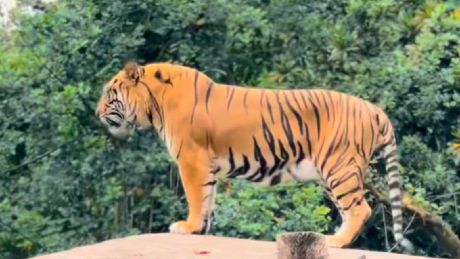 Kemenhut cabut izin bandung zoo