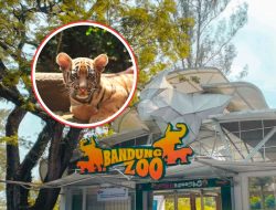 Anak Harimau Benggala Mati di Bandung Zoo, Ini Faktanya