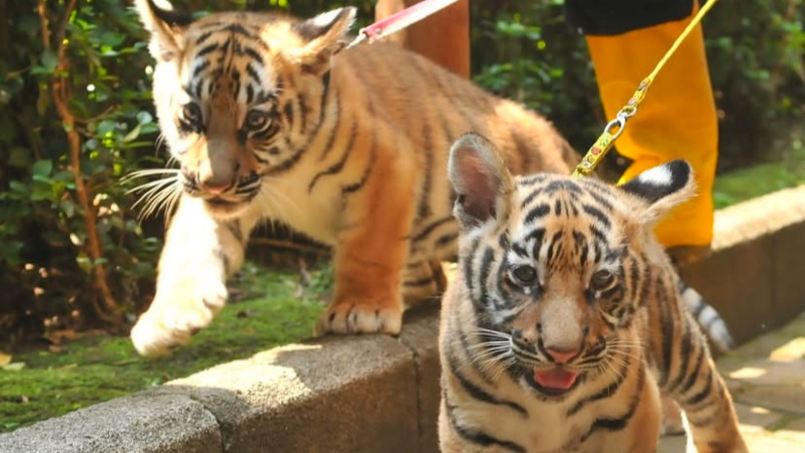 Anak harimau Benggala mati di Bandung Zoo saat ini masih dalam proses pemeriksaan oleh tim dokter hewan