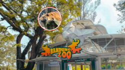 Faunaland Bandung Zoo Resmi Kelola Kebun Binatang Bandung